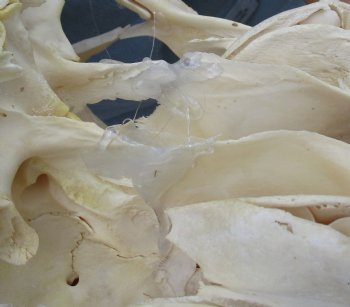 B-Grade African Female Eland skull with 21 inch horns - $95