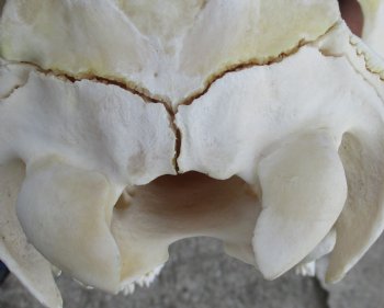 B-Grade African Female Eland skull with 21 inch horns - $95