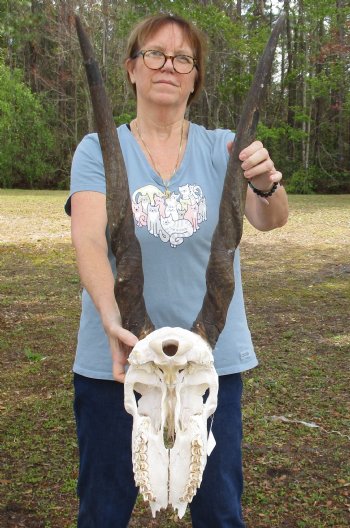 C-Grade African Female Eland skull with 28 inch horns - $95