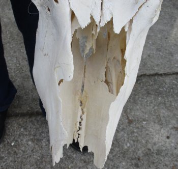 C-Grade African Female Eland skull with 28 inch horns - $95