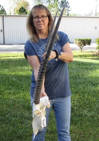 B-Grade African Gemsbok Skull with 31 inch horns - $120