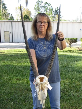 B-Grade African Gemsbok Skull with 31 inch horns - $120