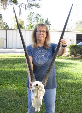 B-Grade African Gemsbok Skull with 35 and 36 inch horns - $120