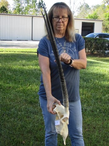 B-Grade African Gemsbok Skull with 30 inch horns for sale - $120