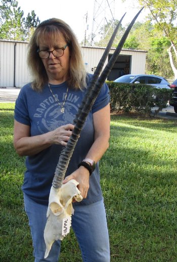 B-Grade African Gemsbok Skull with 30 inch horns for sale - $120