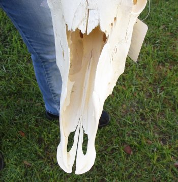 B-Grade African Gemsbok Skull with 30 inch horns for sale - $120