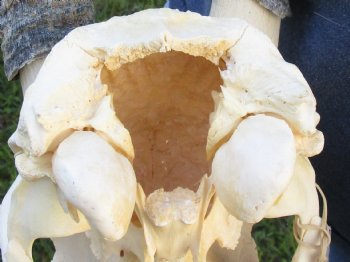 B-Grade African Gemsbok Skull with 30 inch horns for sale - $120