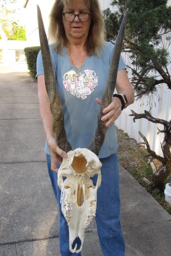 B-Grade African Female Eland skull with 27 inch horns - $110