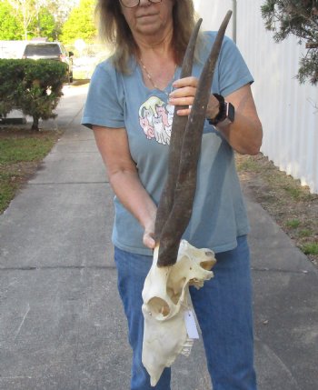 B-Grade African Female Eland skull with 27 inch horns - $110