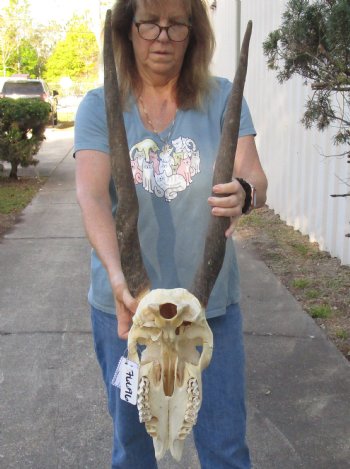 B-Grade African Female Eland skull with 27 inch horns - $110