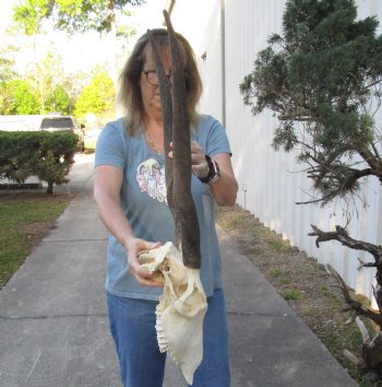 B-Grade African Female Eland skull with 27 inch horns - $110