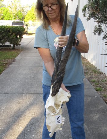 C-Grade African Female Eland skull with 28 inch horns - $90