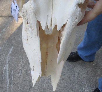 C-Grade African Female Eland skull with 28 inch horns - $90