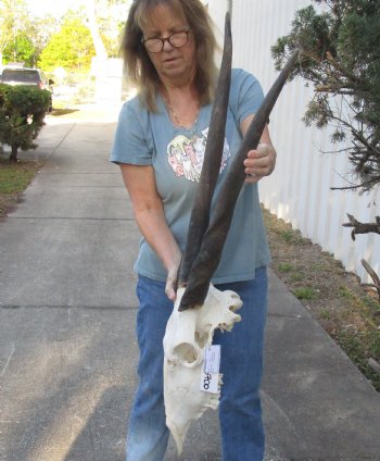 B-Grade African Female Eland skull with 28 and 30 inch horns - $110