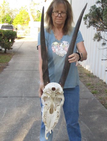 B-Grade African Female Eland skull with 28 and 30 inch horns - $110