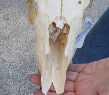 C-Grade African Impala Skull with 14 inch Horns for sale $55