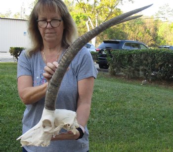 B-Grade Female Sable Skull with 27 inch Horns - $165