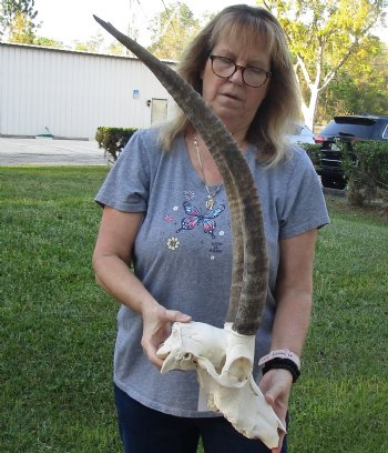 B-Grade Female Sable Skull with 27 inch Horns - $165