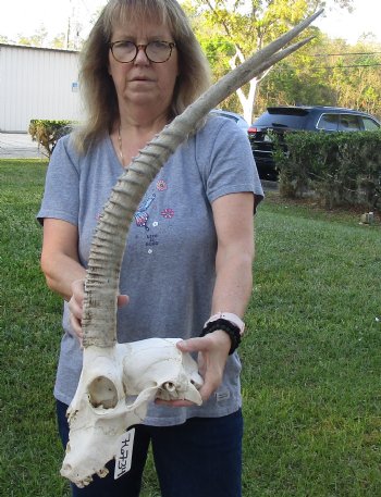 C-Grade Female Sable Skull with 26 and 27 inch Horns - $140