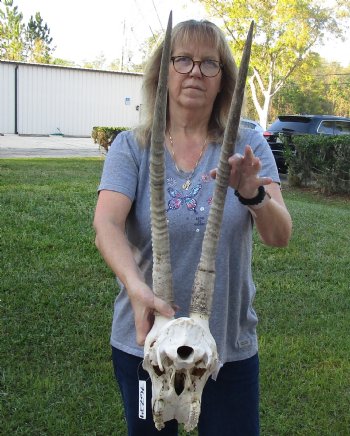 C-Grade Female Sable Skull with 26 and 27 inch Horns - $140