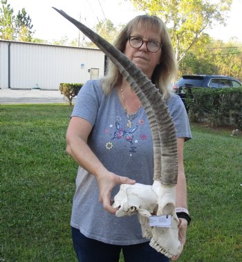 C-Grade Female Sable Skull with 26 and 27 inch Horns - $140