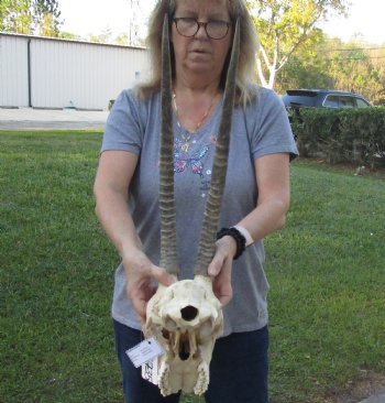 C-Grade Female Sable Skull with 26 inch Horns - $140