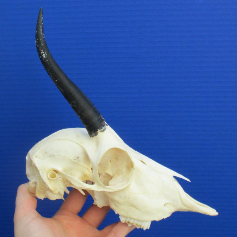 5 to 6 inch Horns on Female Springbok Skull for sale