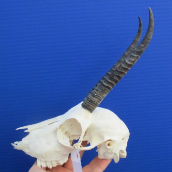 B-Grade 6" to 7" Horns on Female Springbok Skull - $39