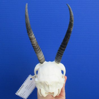 B-Grade 6" to 7" Horns on Female Springbok Skull - $39