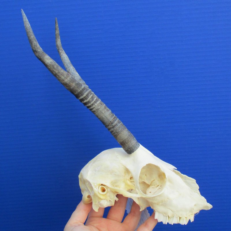 B-Grade 8 to 9 inch Horns on Female Springbok Skull for sale