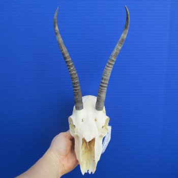 B-Grade 8" to 9" Horns on Female Springbok Skull - $39