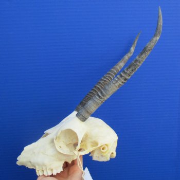 B-Grade 8" to 9" Horns on Female Springbok Skull - $39