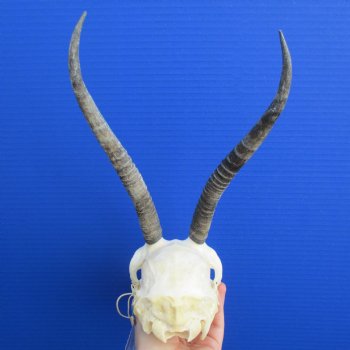 B-Grade 8" to 9" Horns on Female Springbok Skull - $39