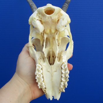 B-Grade 8" to 9" Horns on Female Springbok Skull - $39