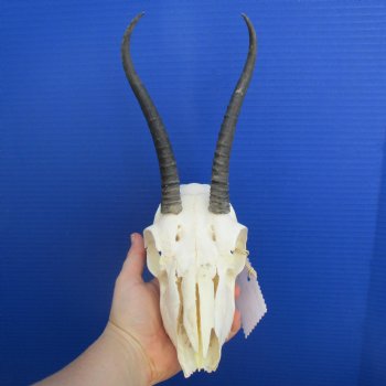 B-Grade 6" to 7" Horns on Female Springbok Skull - $39