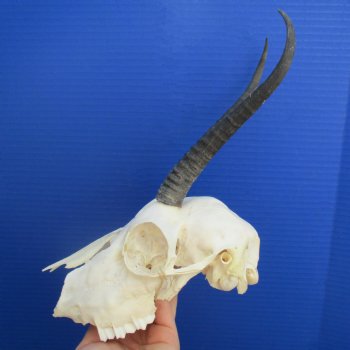 B-Grade 6" to 7" Horns on Female Springbok Skull - $39