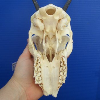 B-Grade 6" to 7" Horns on Female Springbok Skull - $39