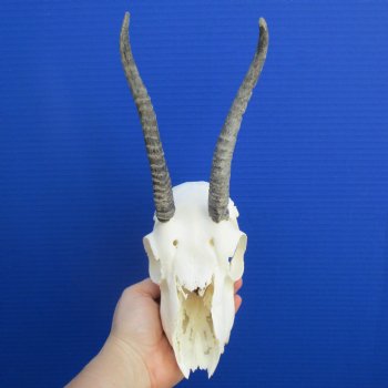 B-Grade 6" to 7" Horns on Female Springbok Skull - $39