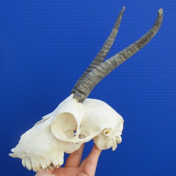 B-Grade 6" to 7" Horns on Female Springbok Skull - $39