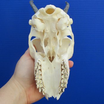 B-Grade 6" to 7" Horns on Female Springbok Skull - $39