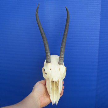 B-Grade 8" to 9" Horns on Female Springbok Skull - $39