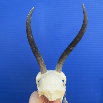 B-Grade 8" to 9" Horns on Female Springbok Skull - $39