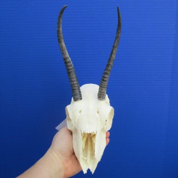 B-Grade 6" to 7" Horns on Female Springbok Skull - $39