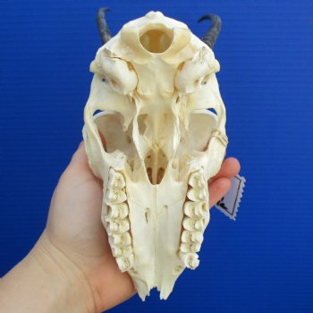 B-Grade 6" to 7" Horns on Female Springbok Skull - $39