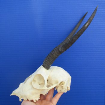 B-Grade 8" to 9" Horns on Female Springbok Skull - $39