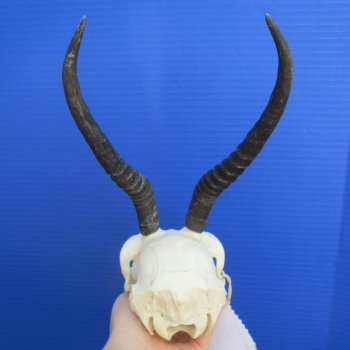 B-Grade 8" to 9" Horns on Female Springbok Skull - $39