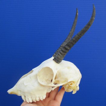 B-Grade 6" to 7" Horns on Female Springbok Skull - $39