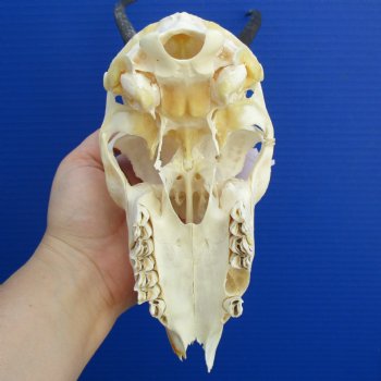 B-Grade 6" to 7" Horns on Female Springbok Skull - $39