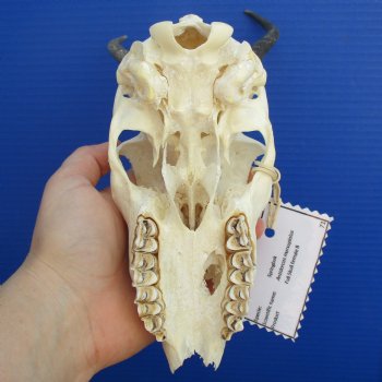 B-Grade 6" to 7" Horns on Female Springbok Skull - $39