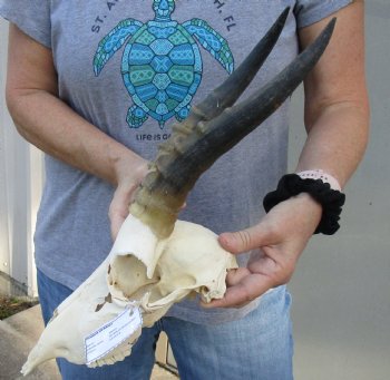 B-Grade Blesbok Skull with 10" to 11" Horns buy now for - $65